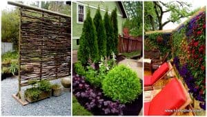 DIY Outdoor Privacy Screen Ideas