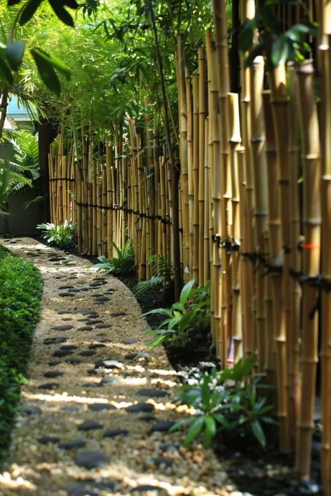 Bamboo Boundary